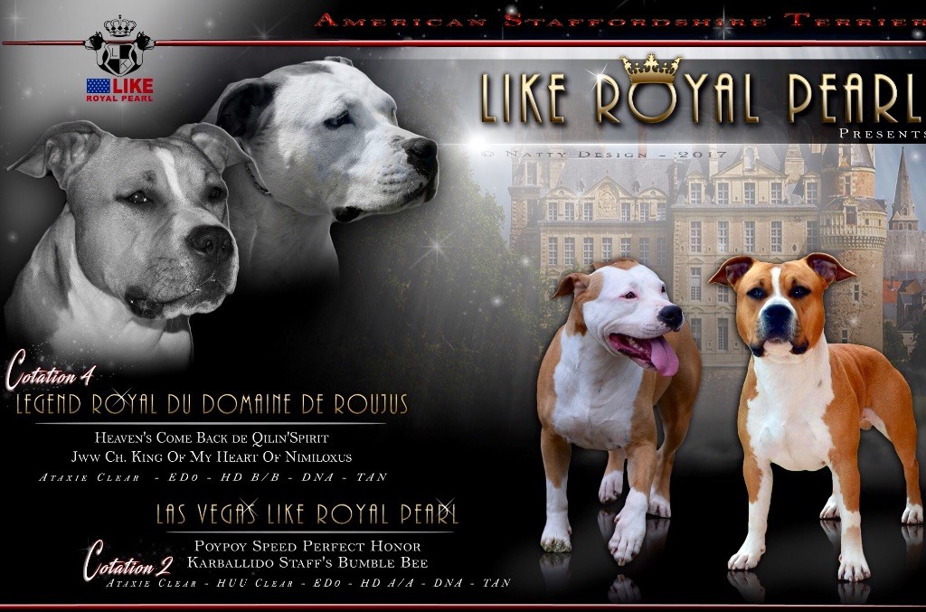 Like Royal Pearl - American Staffordshire Terrier - Portée née le 20/12/2017