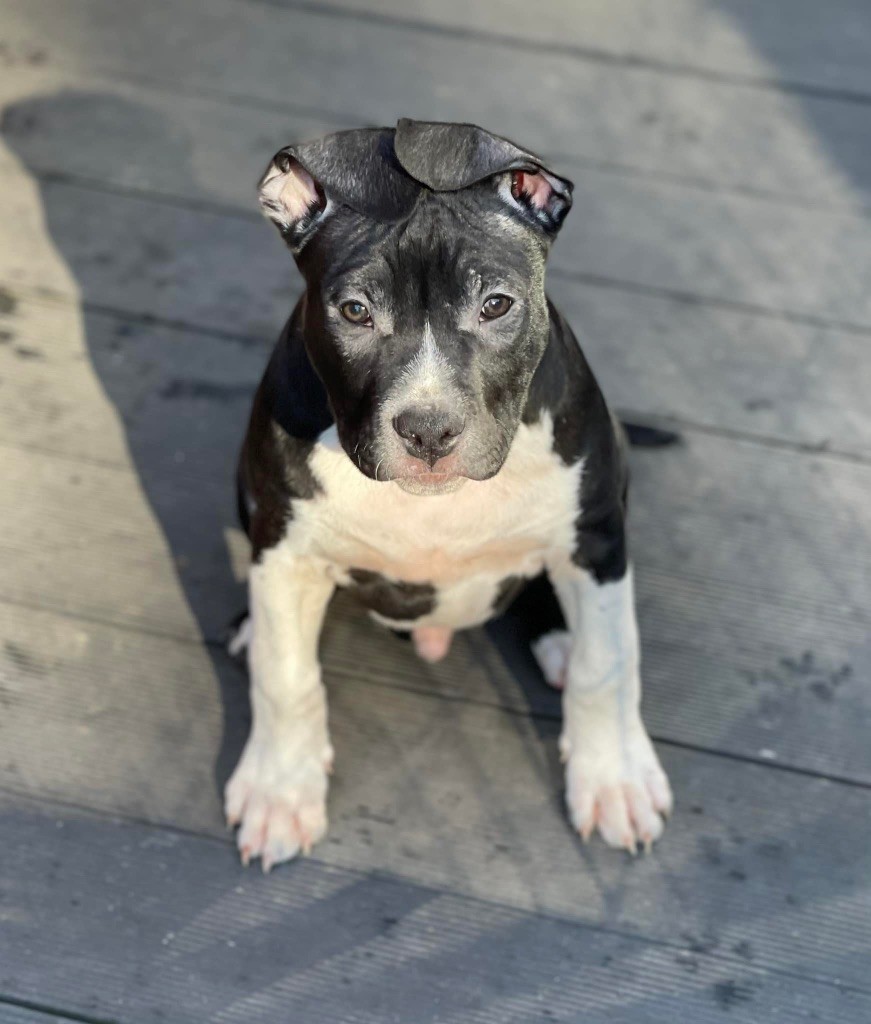 Like Royal Pearl - Chiot disponible  - American Staffordshire Terrier