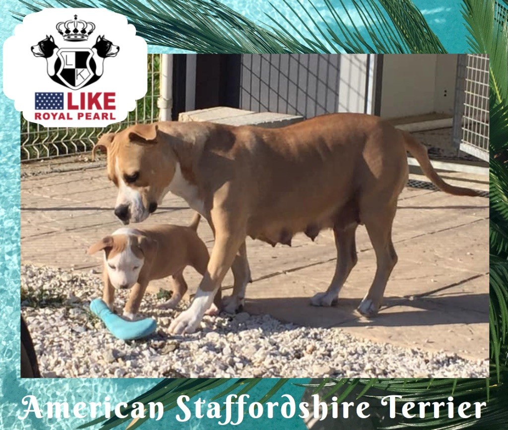 Like Royal Pearl - American Staffordshire Terrier - Portée née le 01/08/2019