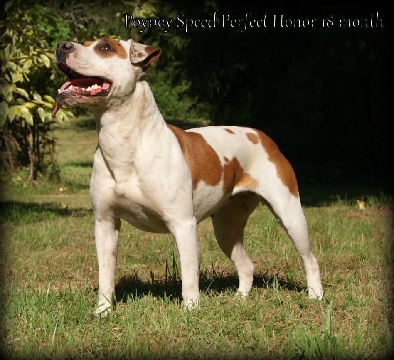 Les American Staffordshire Terrier de l'affixe Like Royal Pearl