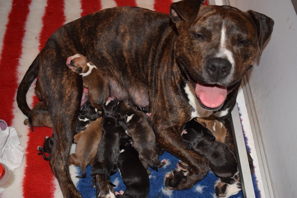 chiot American Staffordshire Terrier Like Royal Pearl