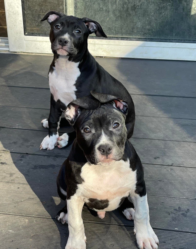 chiot American Staffordshire Terrier Like Royal Pearl