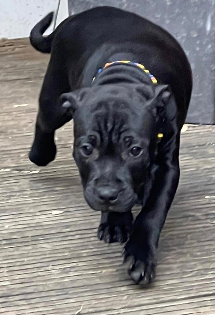 Like Royal Pearl - Chiot disponible  - Staffordshire Bull Terrier