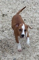 Like Royal Pearl - American Staffordshire Terrier - Portée née le 08/11/2016