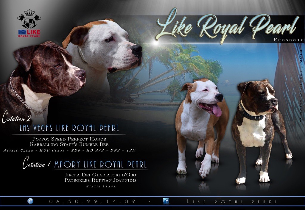 Like Royal Pearl - Gestation confirmée