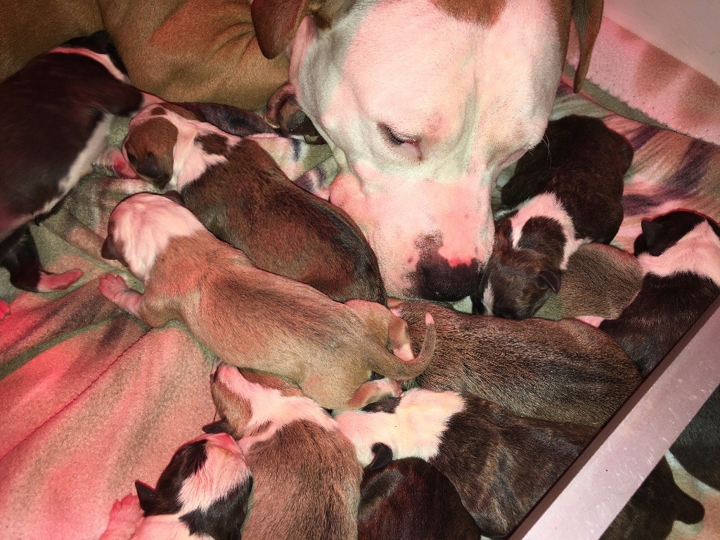 Like Royal Pearl - 11 JANVIER 2020 - LES BEBES SONT NES !