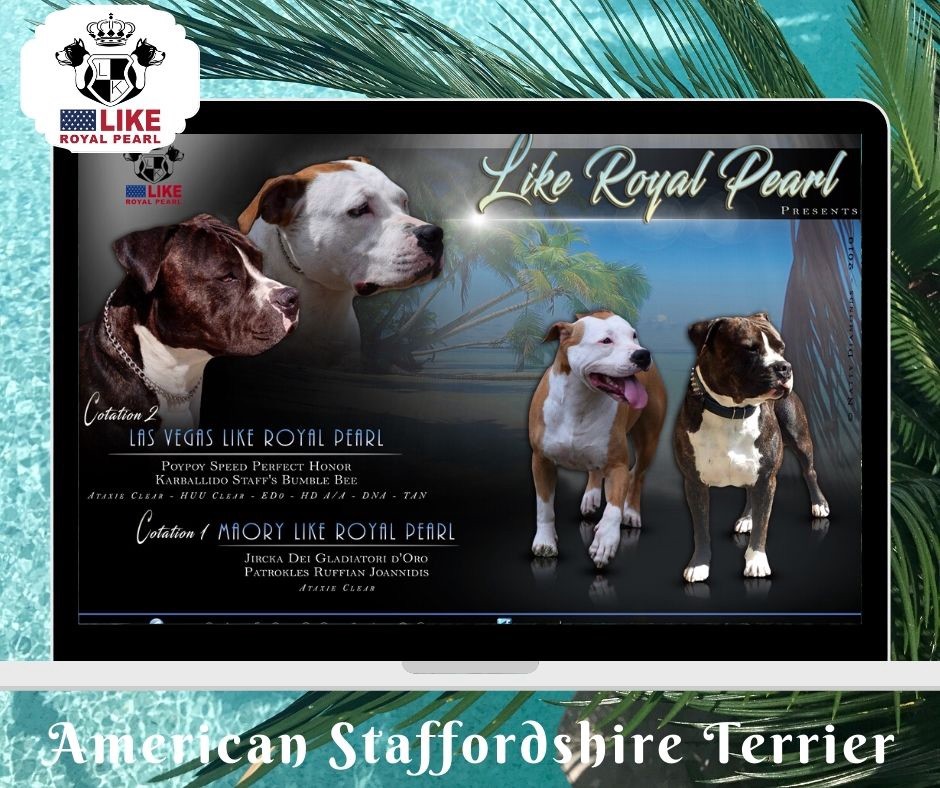 MARIAGE LAS VEGAS LIKE ROYAL PEARL & MAORY LIKE ROYAL PEARL