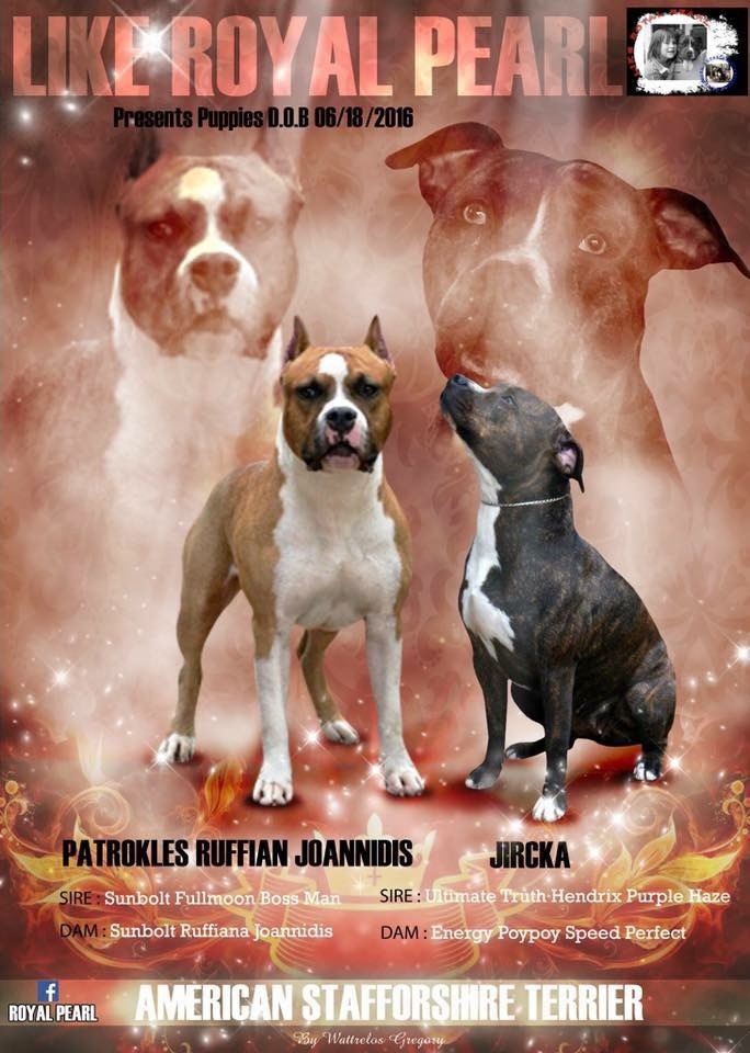 MARIAGE JIRCKA & PATROCKLES RUFFIAN JOANNIDIS