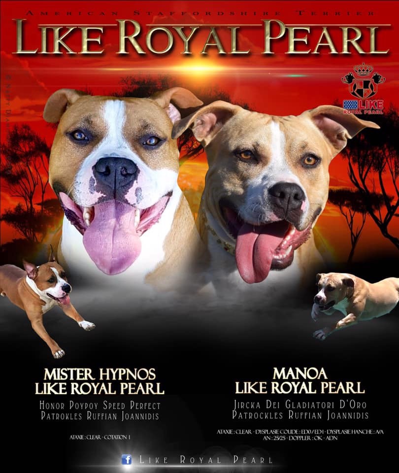 MARIAGE Manoa LIKE ROYAL PEARL & Mister Hypnos Like Royal Pearl