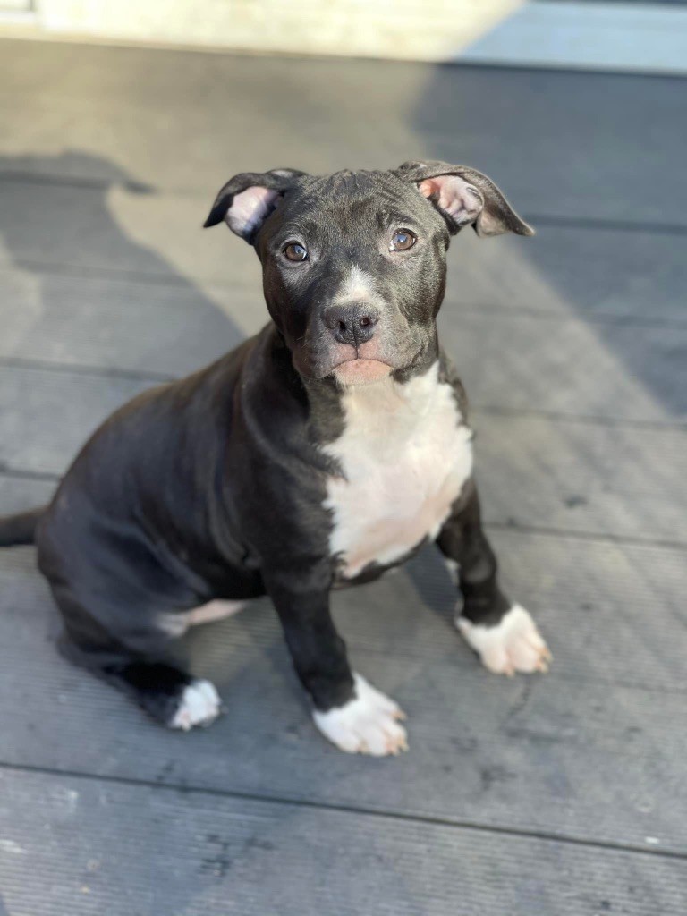 Like Royal Pearl - Chiots disponibles - American Staffordshire Terrier