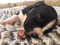 CHIOT