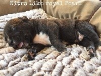 CHIOT