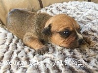 CHIOT