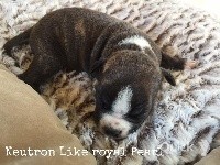 CHIOT