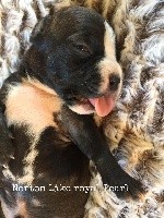 CHIOT