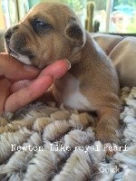 CHIOT
