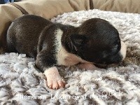 CHIOT