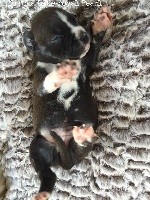 CHIOT
