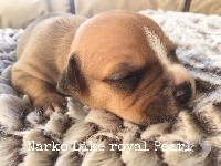 CHIOT