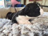 CHIOT